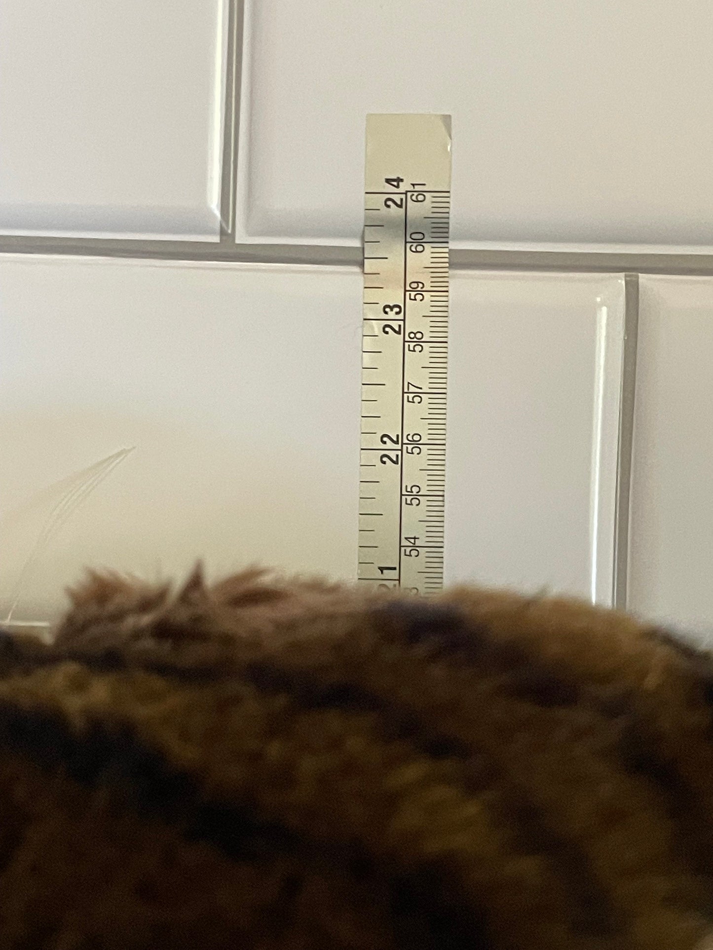 Costco XL Panther plush