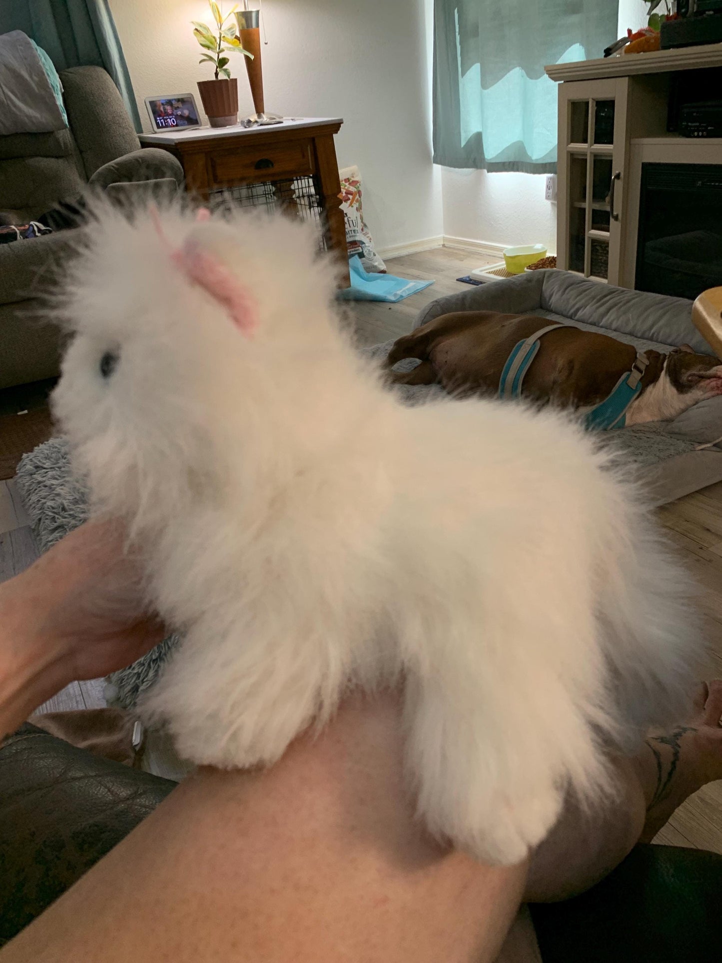 Webkinz Ganz White Persian Cat Blue Eyes, Pink Bows Plush - No code GUC