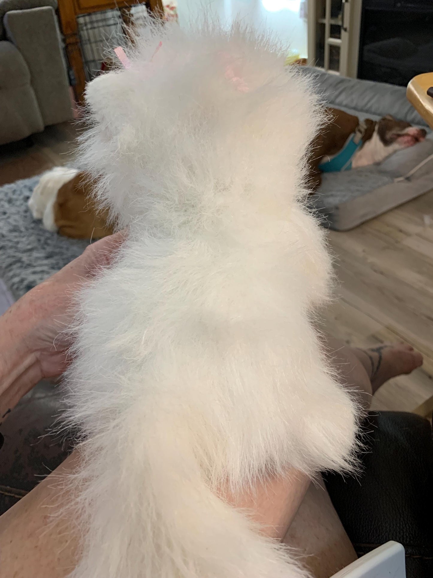 Webkinz Ganz White Persian Cat Blue Eyes, Pink Bows Plush - No code GUC