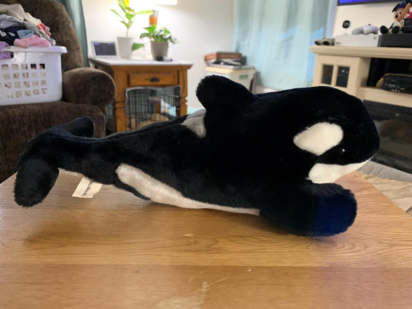 Sea World Shamu Shamu Killer Whale. Black, Gray and White. Approximately 20”. Excellent Condition