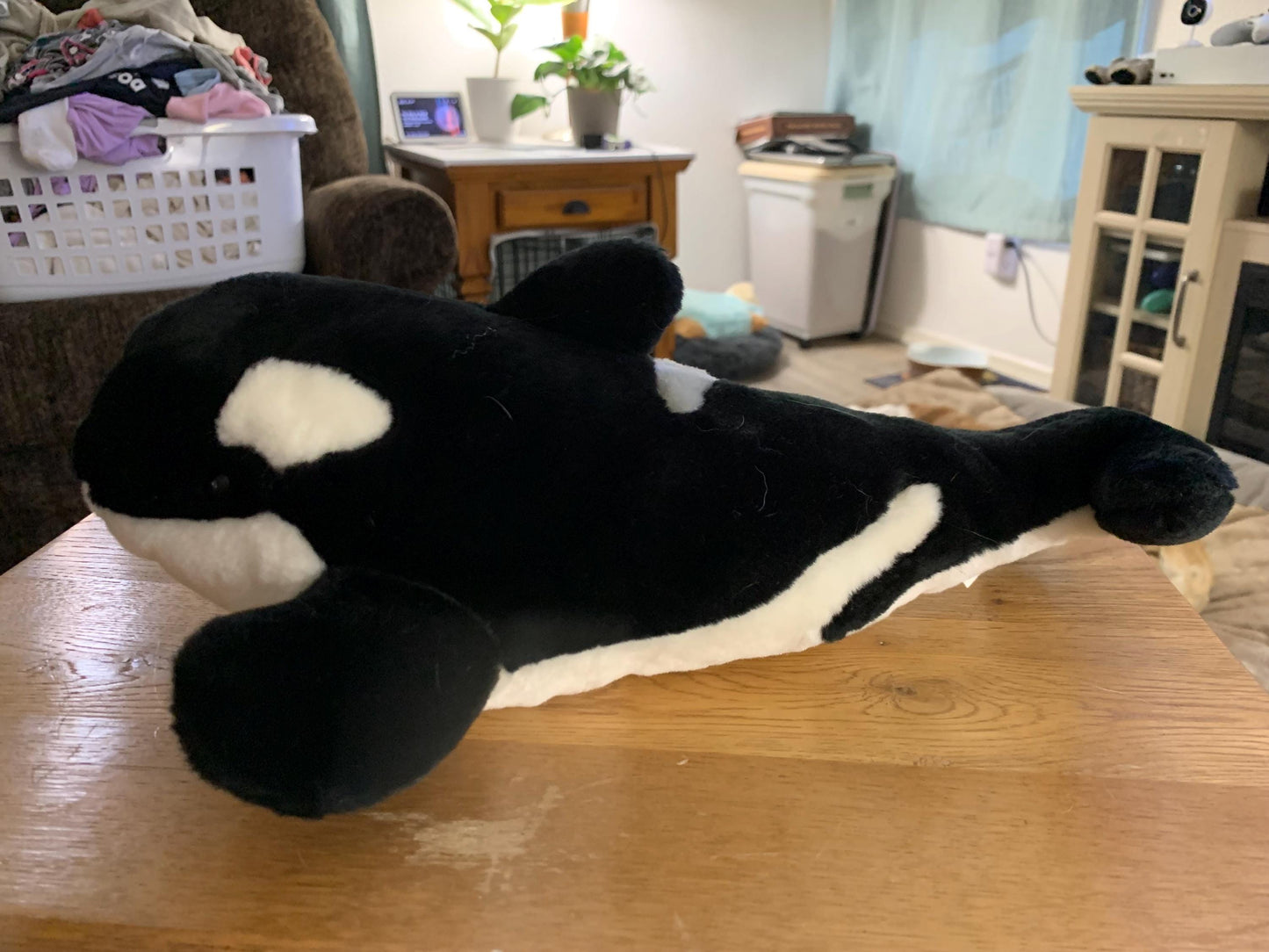Sea World Shamu Shamu Killer Whale. Black, Gray and White. Approximately 20”. Excellent Condition